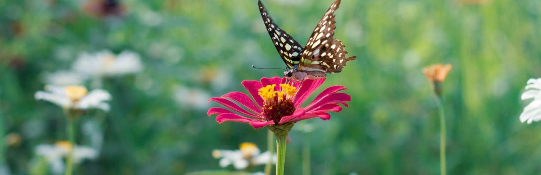 butterfly landing on a flower 